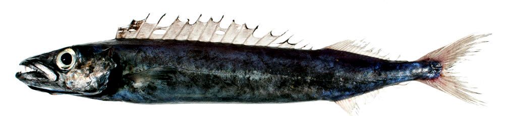 Promethichthys prometheus_03.jpg